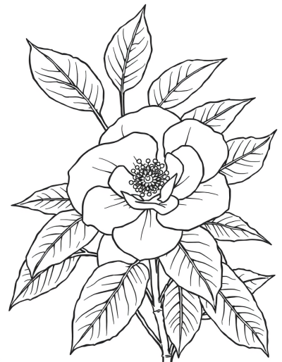 A Camellia Plant, Lacking Color