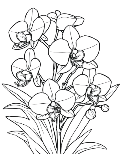 Exotic Orchids In Full Bloom