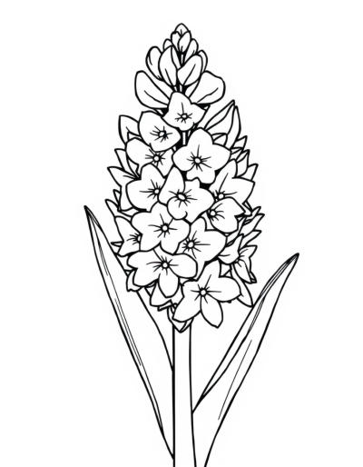 A Delicate Hyacinth Bloom Unfurling