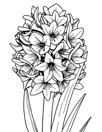 Petals Of A Colorless Hyacinth