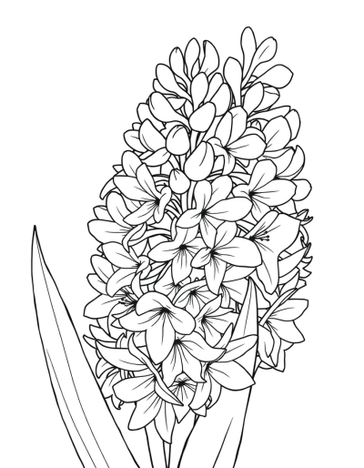 A Cluster Of Ethereal Hyacinths