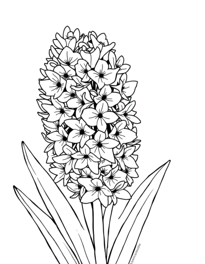 A Delicate White Hyacinth Bloom
