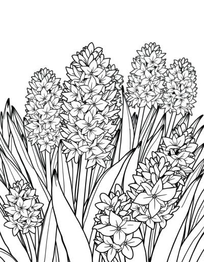 A Beautiful Hyacinthus Flower Bed