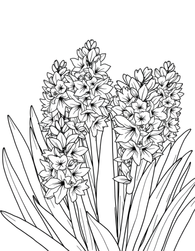 Hyacinthus Flowers In Full Bloom