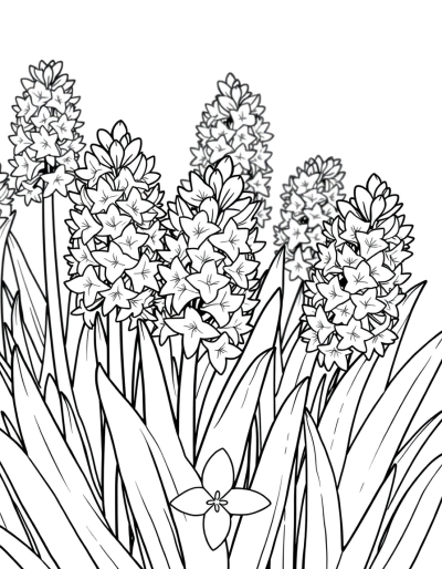 The Scent Of Hyacinthus Flowers