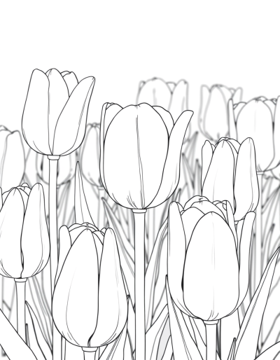 Tulip Field In Grayscale Tones