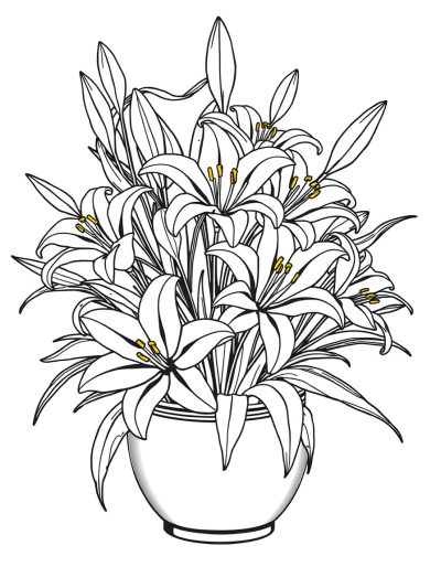 Colorful Lilies In Full Bloom