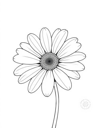 A Daisy In Black And White