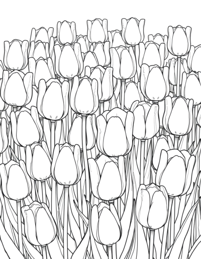 Tulips Blooming In Black And White